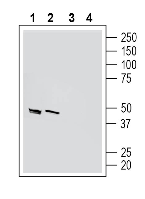 Western blot analysis of mouse brain lysates (lanes 1 and 3) and rat brain synaptosome lysates (lanes 2 and 4):