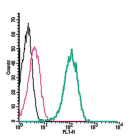 Cell surface detection of TMC1 by indirect flow cytometry in live intact human THP-1 monocytic leukemia cell line: