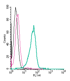Cell surface detection of GLUT8 by indirect flow cytometry in live intact human THP-1 monocytic leukemia cell line: