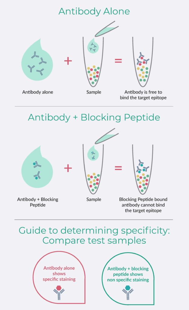Peptide Blocking Overview Diagram